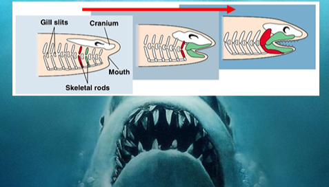 <p><strong>Jaws</strong> and <strong>paired appendages</strong>.</p>