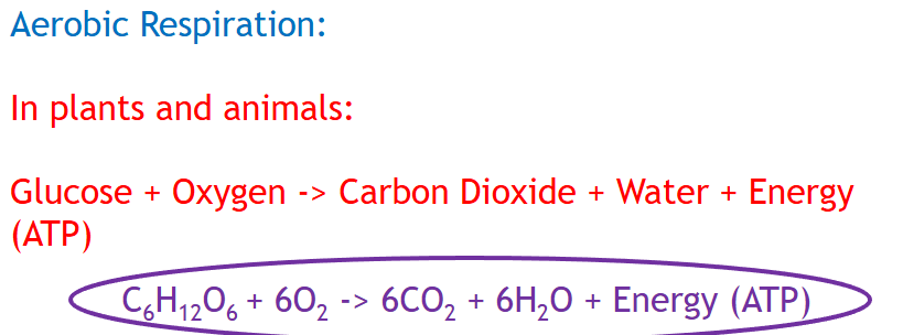 <p><u>both:</u><strong> glucose + oxygen → carbon dioxide + water + energy</strong></p>