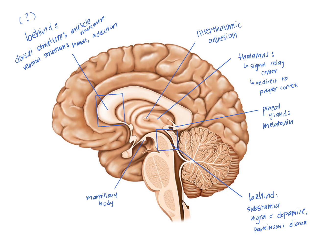 knowt flashcard image