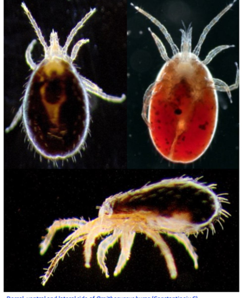 <p>Ornithonyssus sylviarun</p><p>(Northern fowl mite - NFM)</p><p>Ornithonyssus bursa (Tropical fowl mite)</p>