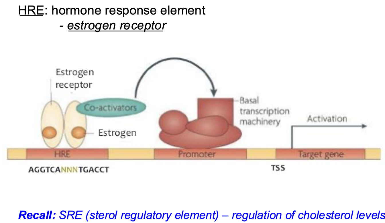 <p>DNA sequences that are bound by the complex of specific factors (e.g. the steroid bound to its receptor) that identify genes regulated in response to particular physiological challenges. The hormone response element is an example because it binds the estrogen receptor when it is bound to estrogen. It will recruit coactivators and promote transcription of the target gene.</p>