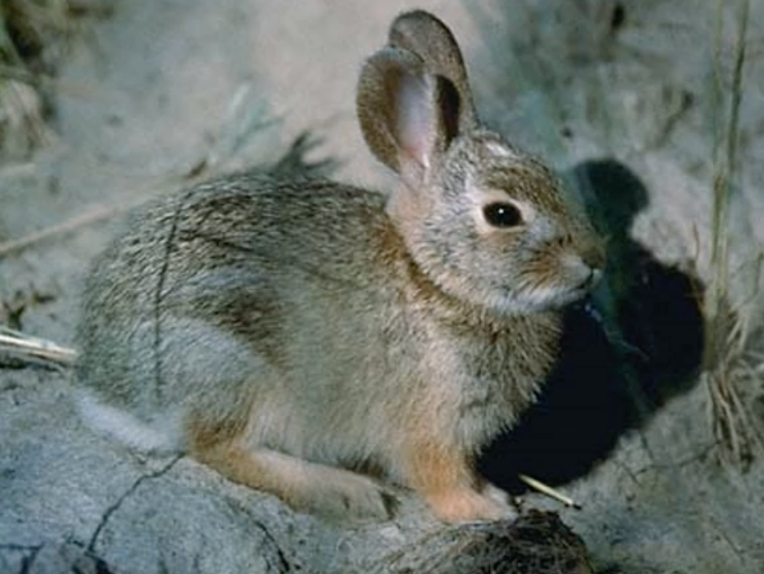 Nuttall's cottontail
