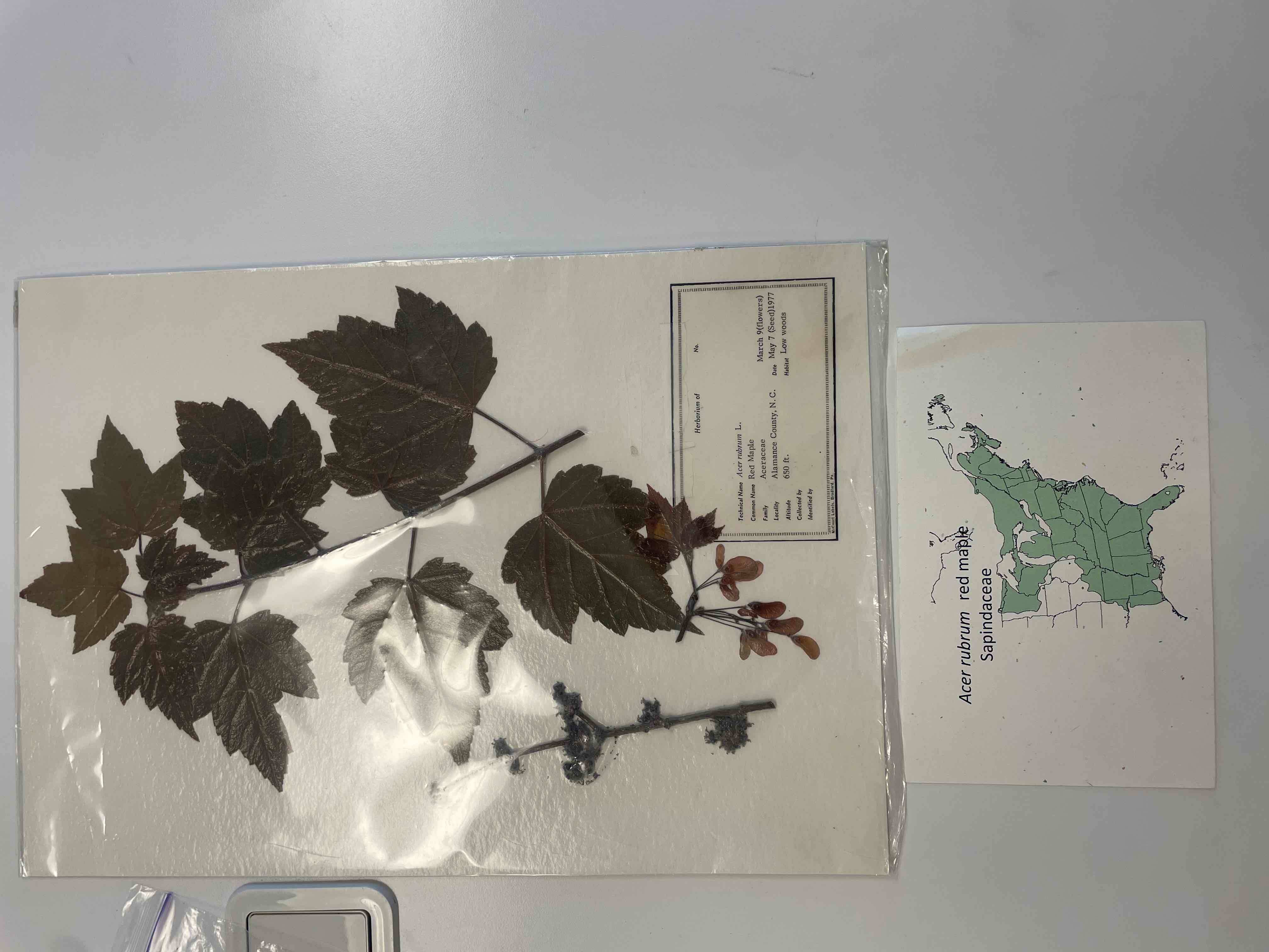 <p>red maple</p>