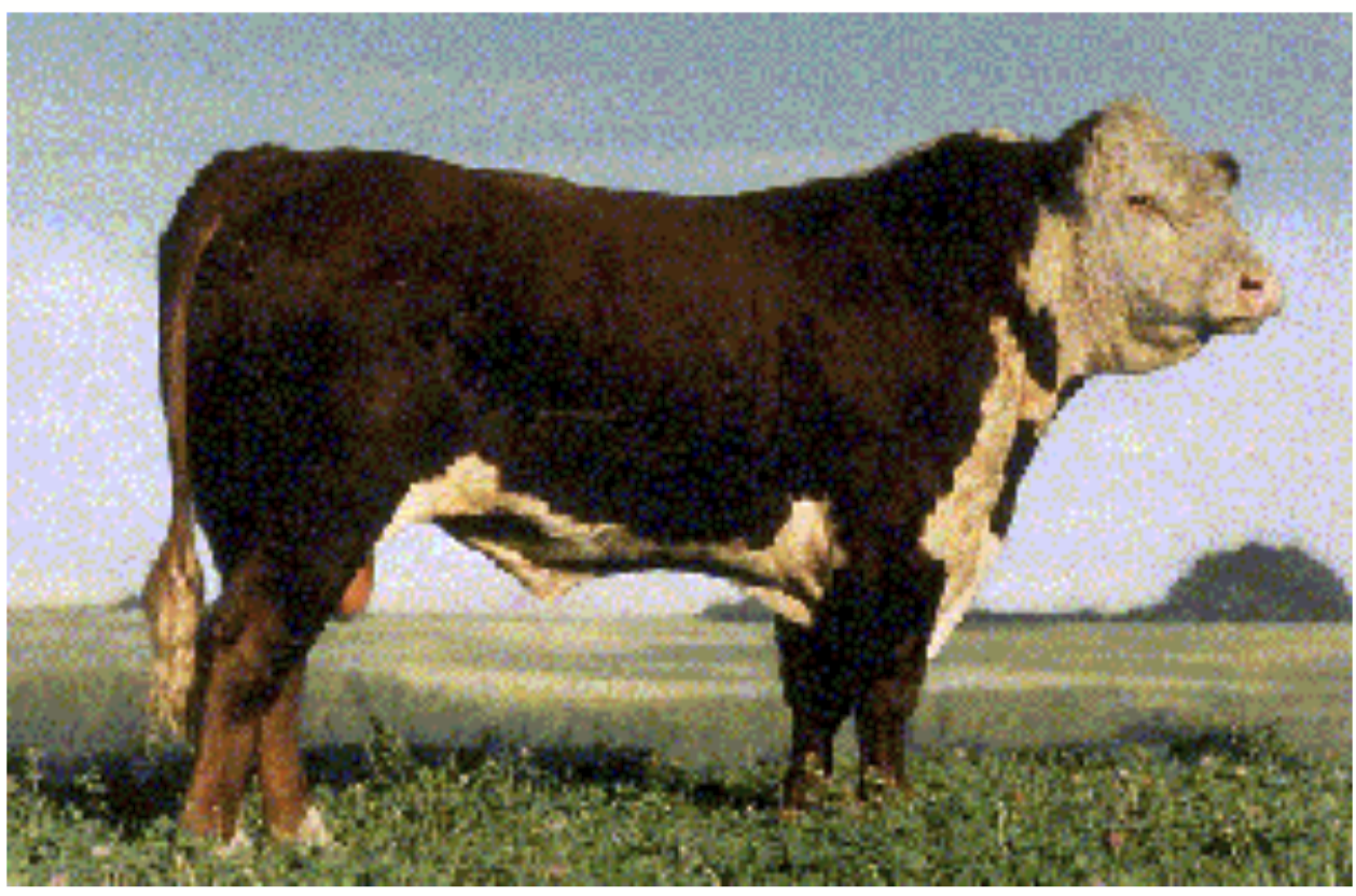 <p>British origin (British type) beef cattle.</p><p>Deep cherry red with white face and underbelly. Has a horned variety and a polled variety.</p><p>Very hearty! Do well in tougher environments.</p><p>Smaller body size, less milk production.</p>