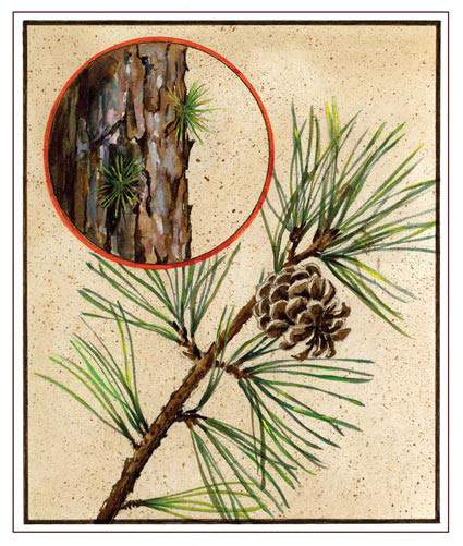 knowt flashcard image