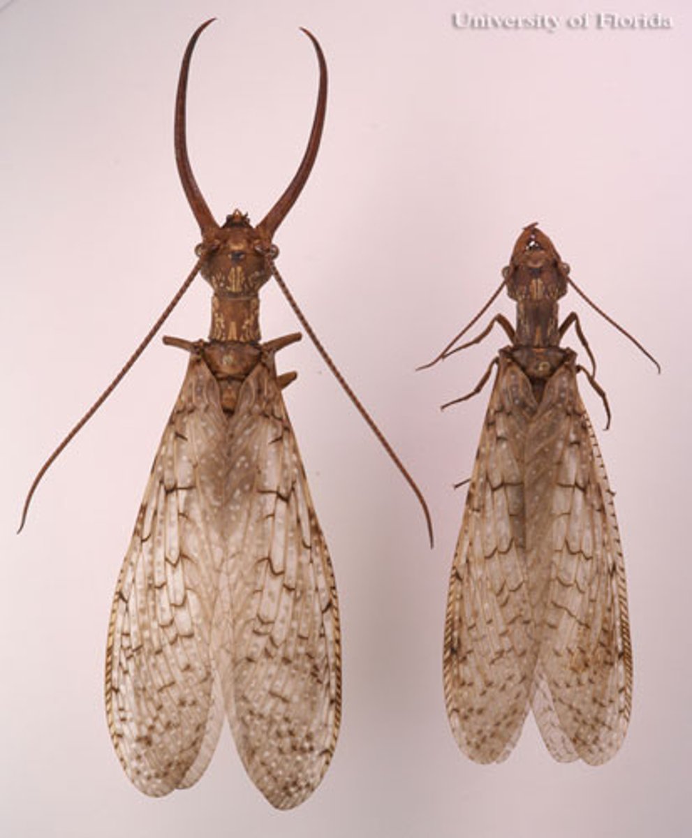 <p>Dobsonflies, alderflies, fishflies</p><p>- Large veined wings, clearish but darkened</p><p>- 4 membranous wings held tent-like or flattened over body</p><p>- Strong mandibulate mouthparts, often pointing forward</p><p>- Long antennae</p><p>- Holometabolous</p>