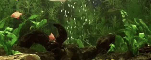 <p>What type of habitat is this?</p>