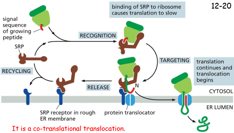 <p>A Signal-Recognition Particle (SRP) Directs the ER Signal Sequence to a Specific Receptor in the Rough ER Membrane</p><p>The hydrophobic ER signal sequences are usually recognized by SRP. SRP receptor binds to SRP-ribosome complex and brings it to the translocator.</p><p>The translocator then binds ribosome, inserts the polypeptide chain into the membrane, and transfers it across the lipid bilayer to lumen</p><p></p><p>is a co-translational translocation </p>