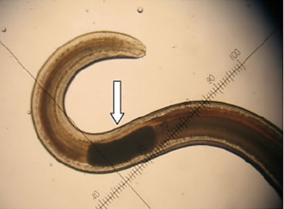 <p>name the structure </p>