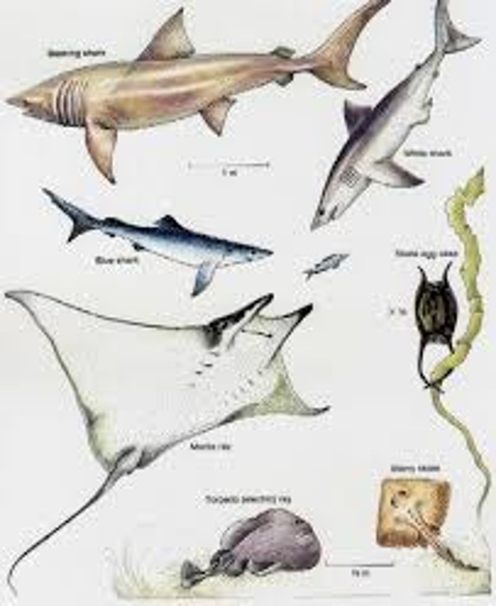 <p>Shark, Sandbar shark/great white, spiny dogfish, rays, filter feeder</p>