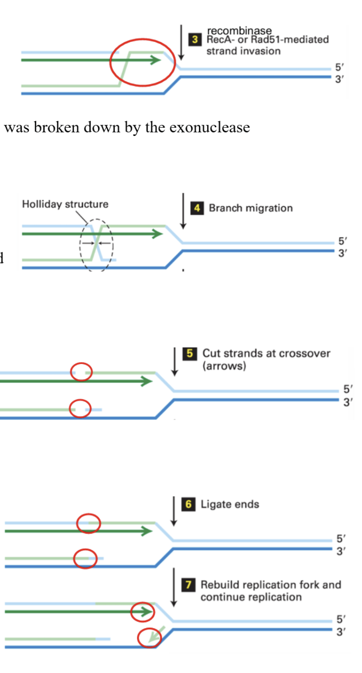 <ul><li><p>break generated through DNA replication, so DNA is going through a single strand discontinuity</p></li></ul><ol><li><p>Exonuclease will recognize 5’ end at the single strand break and remove nucleotides from it.</p></li><li><p>Newly synthesized 5’ end strand on other double strand will be ligated to parental 5’ end strand, repairing that break.</p></li><li><p>Recombinase (Rec A or Rad51) will act on the ligated 5’ end and move it up along the 5’ end strand that was broken by the exonuclease.</p></li><li><p>The upper 5’ strand is displaced downward onto the parental 3’ strand, forming an X structure.</p></li><li><p>To cut this holiday structure, specific endonucleases recognize the rare error and cut them.</p></li><li><p>Cuts are ligated</p></li><li><p>DNA replication continues</p></li></ol><p></p>