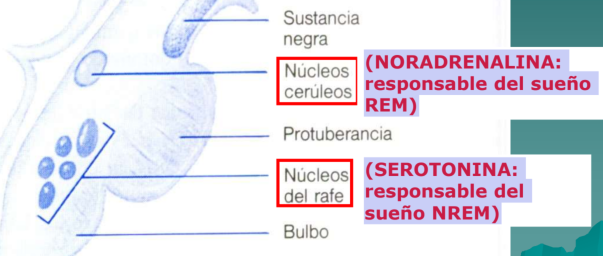 <ul><li><p>responsable del sueño <strong>REM</strong></p></li><li><p>responsable del sueño <strong>NREM</strong></p></li></ul><p></p>
