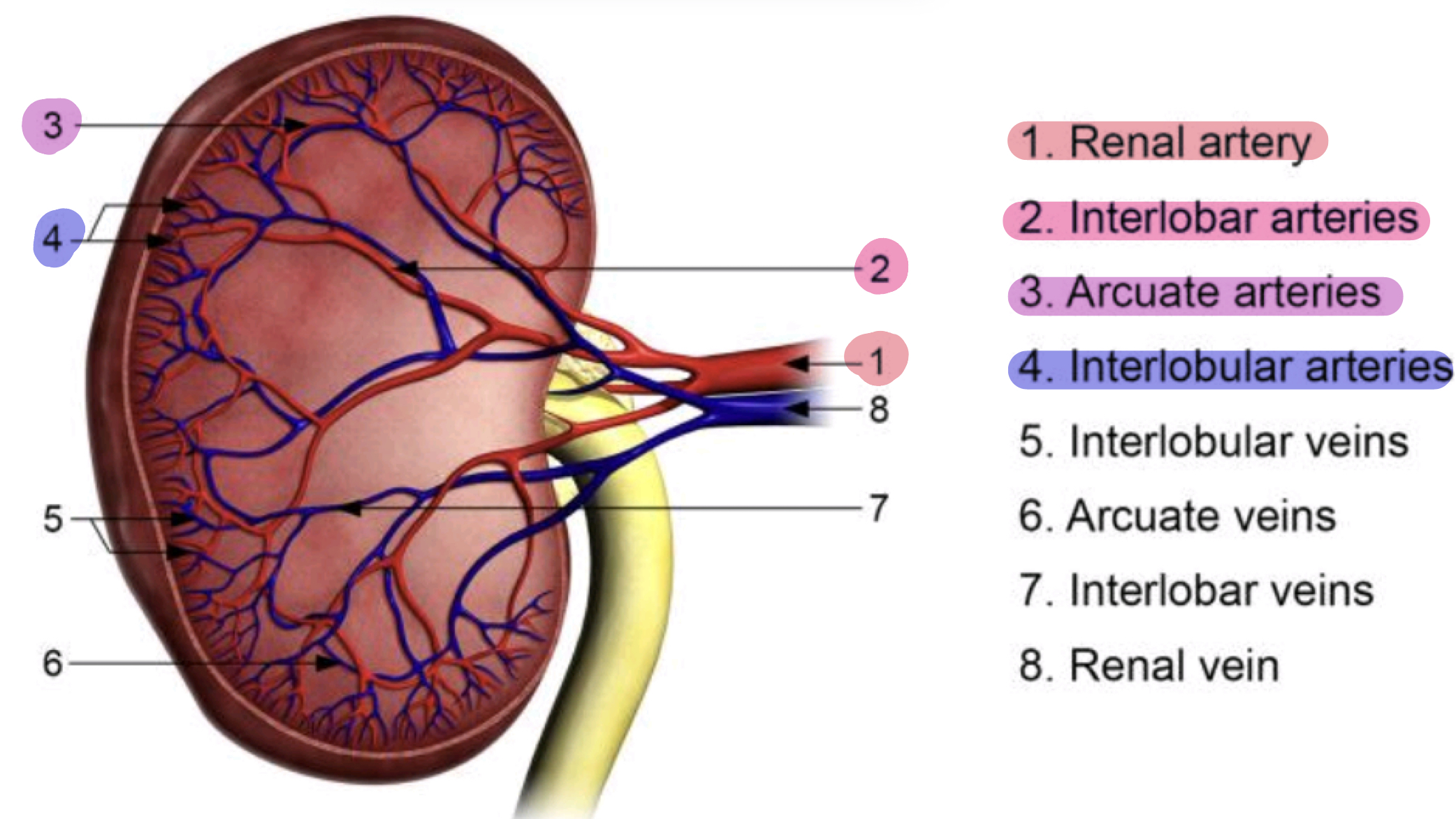 <p><strong><u>Kidneys are supplied by:</u> </strong><span style="color: red"><strong>Renal arteries</strong></span></p><p><strong><u>Renal arteries branch to form:</u> </strong><span style="color: rgb(255, 0, 209)"><strong>Interlobar</strong></span><strong> </strong>arteries which <span style="color: rgb(255, 0, 209)"><strong>extend</strong></span><strong> </strong>between <span style="color: rgb(255, 0, 209)"><strong>medullary pyramids</strong></span></p><p><strong><u>Interlobular arteries branch to form:</u> </strong><span style="color: rgb(189, 0, 255)"><strong>Arcuate</strong></span><strong> </strong>arteries in <span style="color: rgb(189, 0, 255)"><strong>meullary cortical boundary</strong></span></p><p><strong><u>Arcuate arteries branch to form:</u> </strong><span style="color: blue"><strong>Interlobular arteries</strong></span><strong> </strong>where they divide into <span style="color: blue"><strong>afferent arteries </strong></span>—&gt; <span style="color: blue"><strong>arterioles</strong></span><strong> </strong>supplying<span style="color: blue"> <strong>glomerular capillaries</strong></span></p><ul><li><p class=""><strong>Aorta</strong> → main artery of the body</p></li><li><p class=""><strong>Renal artery</strong> → supplies each kidney</p></li><li><p class=""><strong>Interlobar artery</strong> → runs between pyramids in the renal columns</p></li><li><p class=""><strong>Arcuate artery</strong> → arches over base of renal pyramids</p></li><li><p class=""><strong>Interlobular artery</strong> → enters the cortex</p></li><li><p class=""><strong>Afferent arteriole</strong> → supplies each nephron’s glomerulus</p></li><li><p class=""><strong>Glomerular capillaries</strong> → where <strong>filtration</strong> occurs</p></li><li><p class=""><strong>Efferent arteriole</strong> → exits the glomerulus and splits</p></li></ul><p></p>