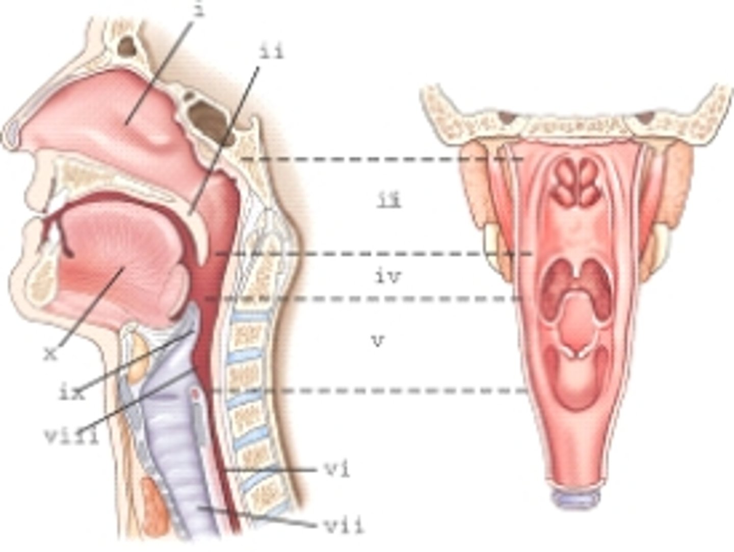 <p>C) nasal cavity</p>