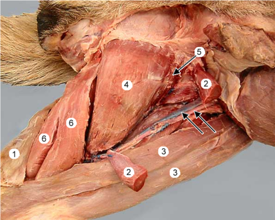 <p>Semimembranosus m. #3</p>