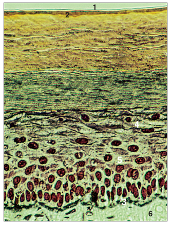 <p>name of histologic slide:</p><p>Specie:</p><p>Parts</p><p>1.__ 2.__ 3.__ 4.__ 5.__ 6.__</p><p>Stain used:</p>