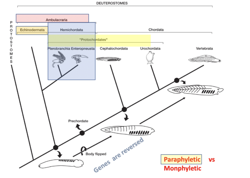 <ul><li><p>ambulacraria → _______ → <strong>pterobranchia</strong> + <strong>enteropneusta</strong></p></li><li><p>“marine worms”</p></li><li><p>sister to echinodermata</p></li><li><p>pharyngeal slits</p></li><li><p>postanal appendage in some, but not for movement</p></li><li><p><strong>tornaria larvae </strong>(resembles auricularia larva of echinoderms)<strong>, </strong>planktonic</p></li><li><p>proboscis, collar, trunk</p><img src="https://knowt-user-attachments.s3.amazonaws.com/a99849bf-4071-4a5f-9206-6af9690861d7.png" data-width="100%" data-align="center"></li></ul><p></p>