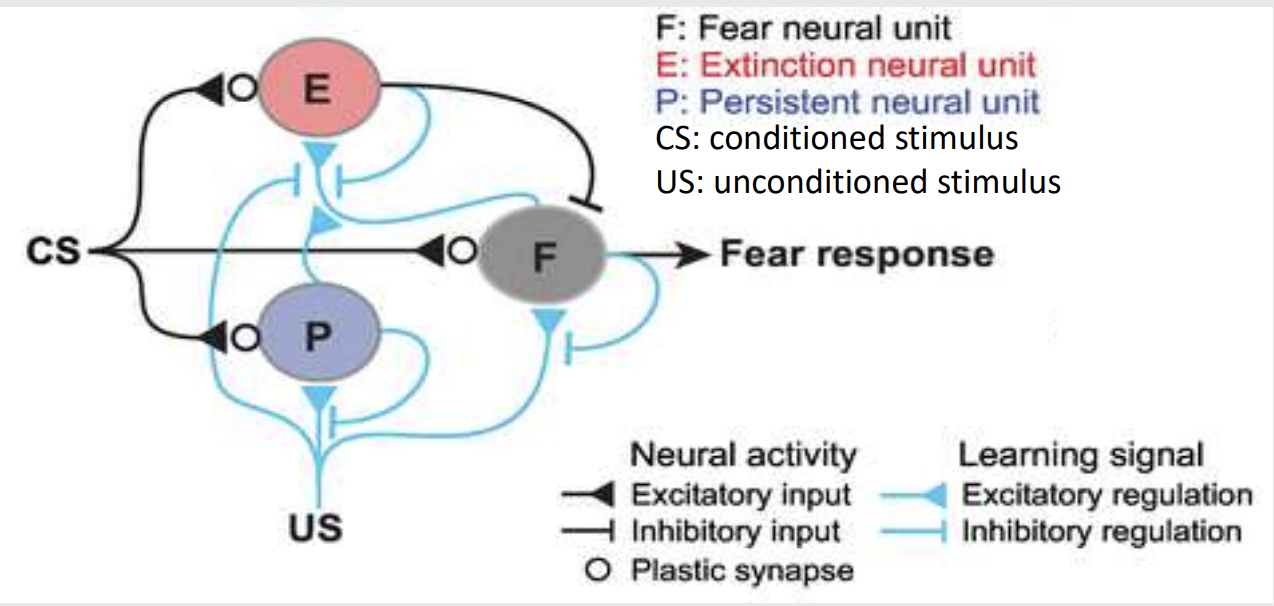 <ul><li><p><strong>Example: </strong>Fear conditioning in the Amygdala-vmPFC circuit</p><ul><li><p>Unconditioned stimulus leads to fear response due to changes in inhibitory and excitatory inputs, after conditioning </p></li></ul></li></ul><p></p>