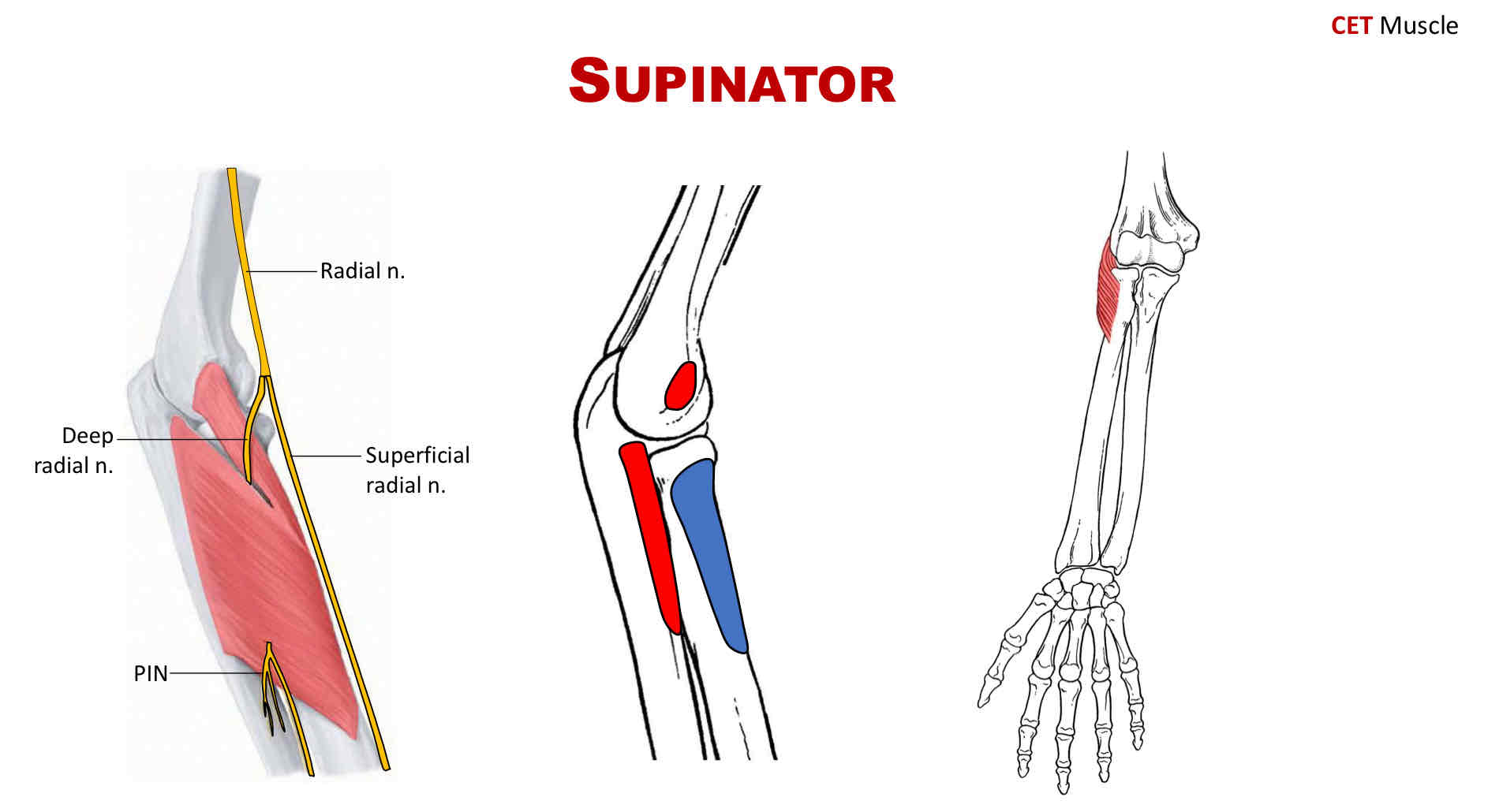 <p>Origin of Supinator</p>