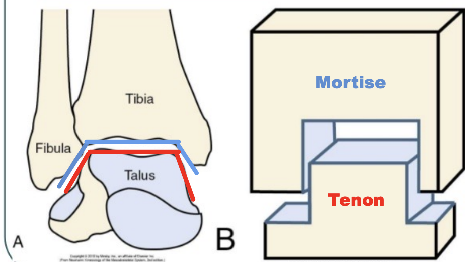 <p>Distal Tibiofibular Joint</p>