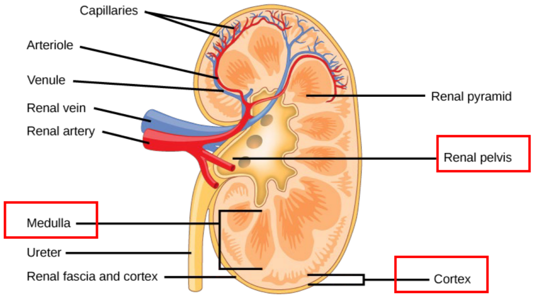 <p>medulla </p>
