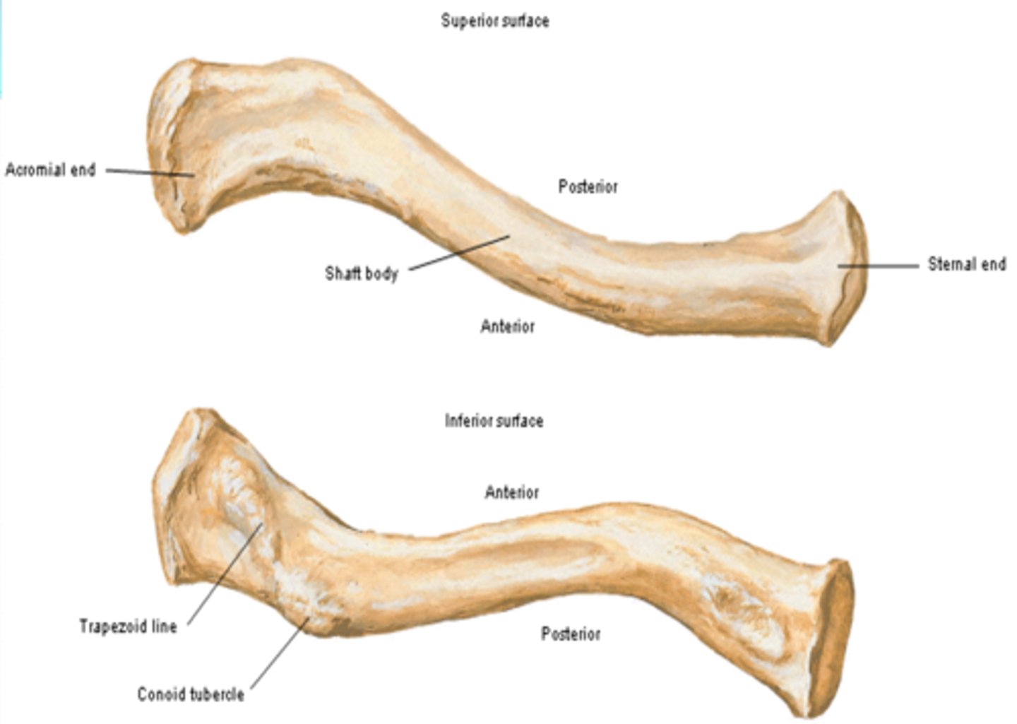 <p>rough surface with ligaments binding to it</p><p>-Conoid tubercule and trapezoid line</p>