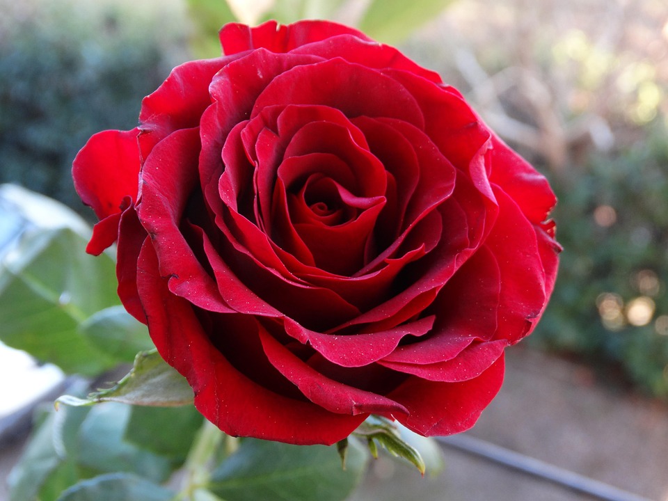 <p>Rose</p>