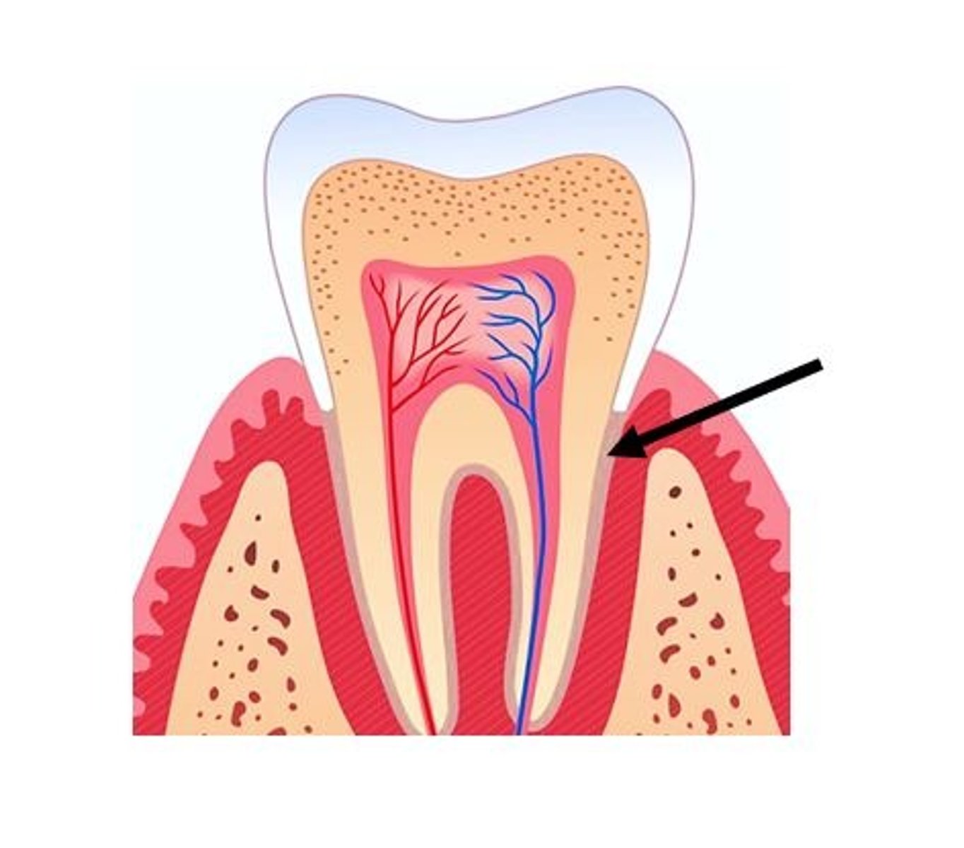 <p>Which tooth tissue covers the outer surface of the anatomic root?</p>