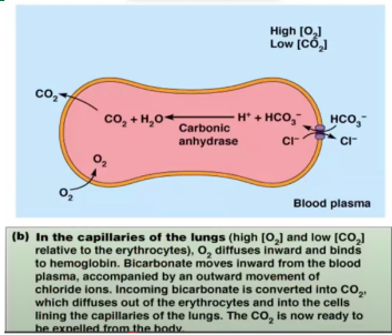 <p>Why is there a need to immediately convert CO2 to bicarbonate?</p>