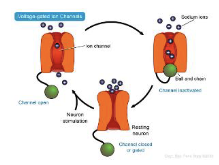 <p>sodium channel inactivation</p><ul><li><p>close to inactivated state (cannot be reopened)</p></li><li><p>takes 2-3 msecs to relax to closed state (can be reopened)</p></li></ul><p></p>