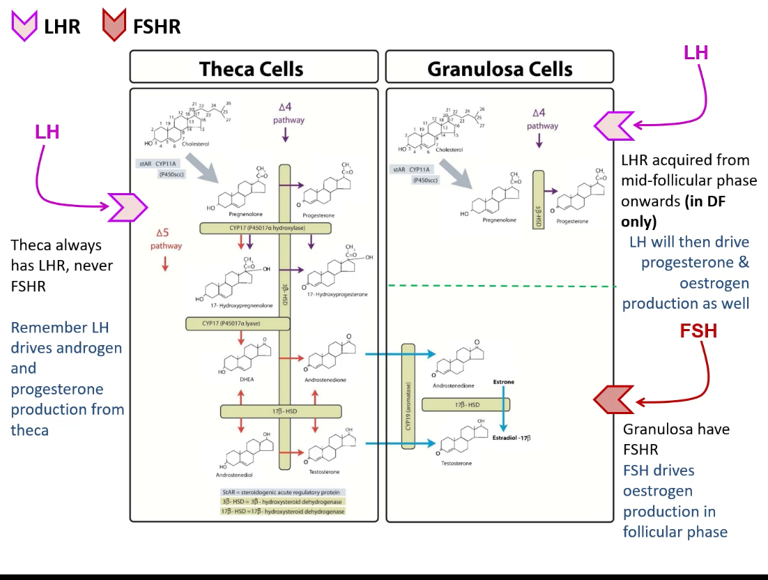 <p>Recruitment: Early antral follicles become responsive to rising FSH levels in the menstrual cycle.</p><p class="p1"></p><p class="p1">Selection: Among recruited antral follicles, one becomes dominant (best at estrogen production and FSH uptake) and continues growth while others undergo atresia.</p><p class="p1"></p><p class="p1">Each cycle, many follicles start growing (recruitment), but only one is chosen to ovulate (selection) based on FSH sensitivity and oestrogen production.</p><p>Recruitment (what it means)</p><p>	•	When: Early follicular phase of the menstrual cycle</p><p>	•	What: A cohort of small antral follicles (≈5–15) begins to grow together</p><p>	•	Why it happens:</p><p>	•	A rise in FSH at the end of the previous cycle stimulates growth</p><p>	•	Key point:</p><p>	•	Recruitment is not selective — multiple follicles respond initially </p><p>Result: several follicles are “in the race.”</p><p></p><p></p><p>Selection (what it means)</p><p>	•	When: Mid–follicular phase</p><p>	•	What: One follicle becomes dominant; the rest undergo atresia</p><p>	•	Why one wins: The dominant follicle:</p><p>	•	Has more FSH receptors</p><p>	•	Makes more oestradiol</p><p>	•	Produces inhibin B</p><p>	•	These hormones lower FSH levels, so:</p><p>	•	The dominant follicle (most sensitive) keeps growing</p><p>	•	The others lose support and die</p><p>Result: one dominant follicle remains.</p><p></p><p>Outcome</p><p>	•	The dominant follicle:</p><p>	•	Continues to grow</p><p>	•	Triggers the LH surge</p><p>	•	Ovulates</p><p>	•	Non-dominant follicles:</p><p>	•	Undergo atresia</p>