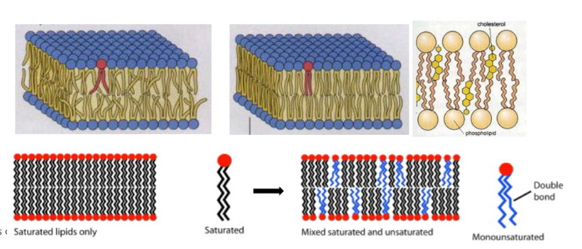<p>-Temperature: increases fluidity</p><p>-Molecular composition of lipids: Bilayers are more fluid of the hydrocarbon chains of fatty acids are short or double bonded</p><p>-Presence of cholesterol</p>