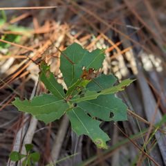 leaves sometimes have lobes or are elliptical
acorns hand off of a penduncle