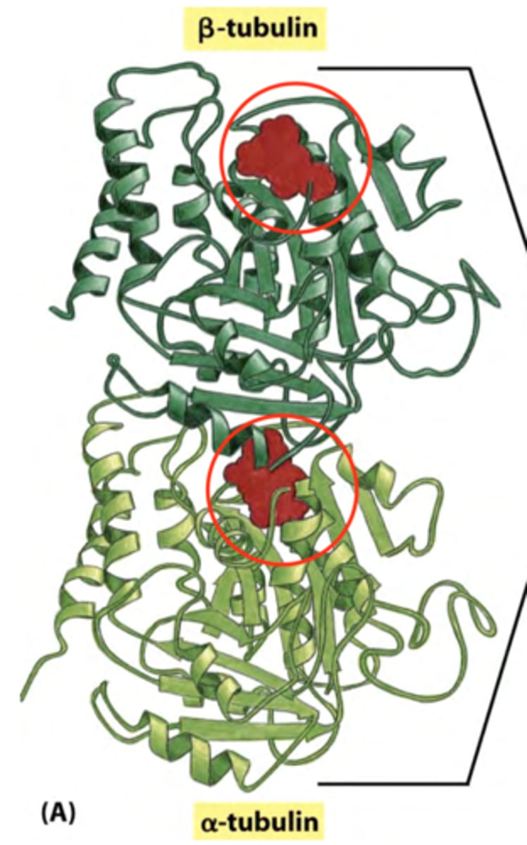 <p>Tubulin subunit that binds GTP and has its GTP-binding site exposed to the surrounding environment</p><p>GTP can be hydrolyzed to GDP in this subunit</p><p>This subunit's bound guanine phosphate must be in the GTP state for tubulin polymerization to occur.</p>