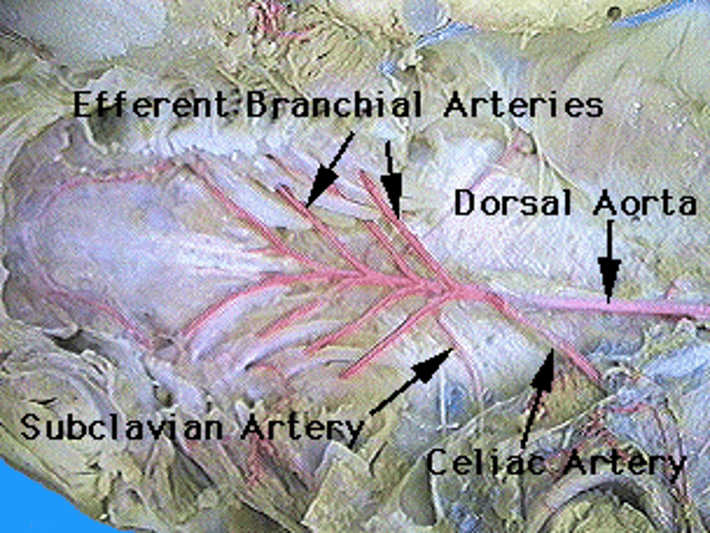 <p>returns oxygenated blood from the gills</p>