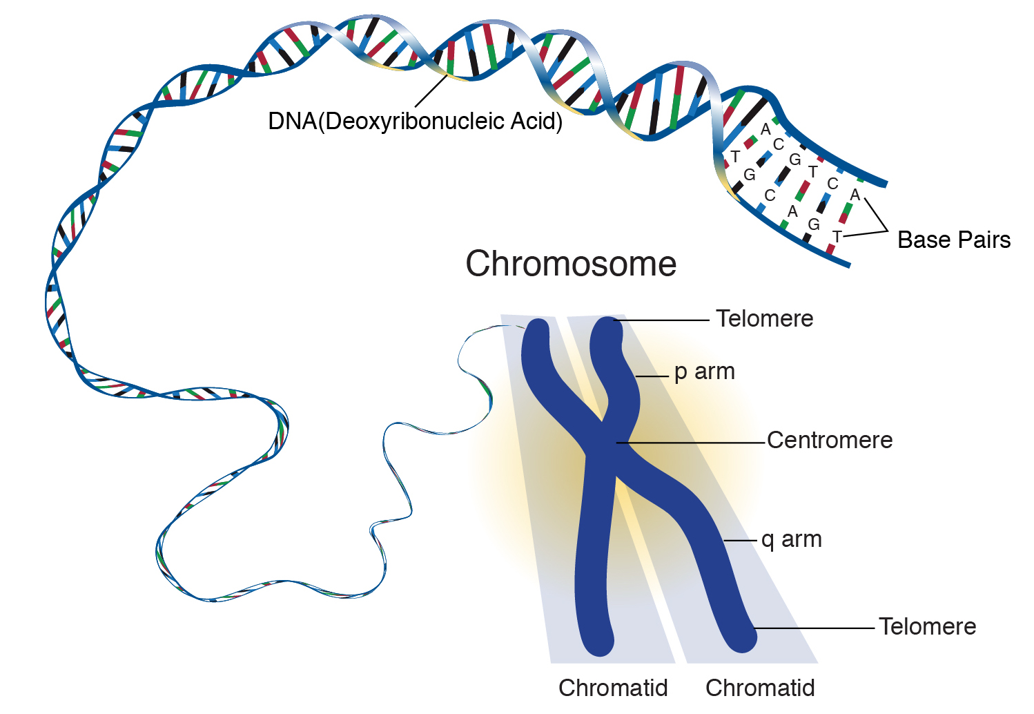 <p>Chromosomes</p>