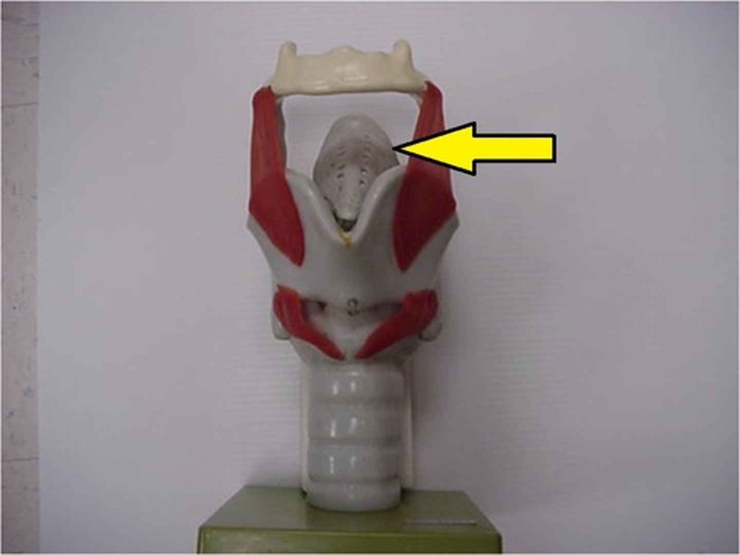 <p>a flap of cartilage at the root of the tongue, which is depressed during swallowing to cover the opening of the windpipe.</p>