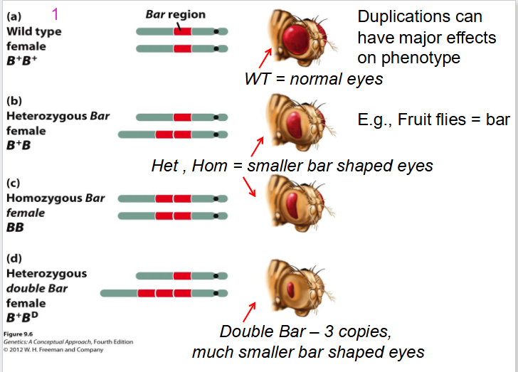 <p>Effect of Duplications on Fruit Flies</p>