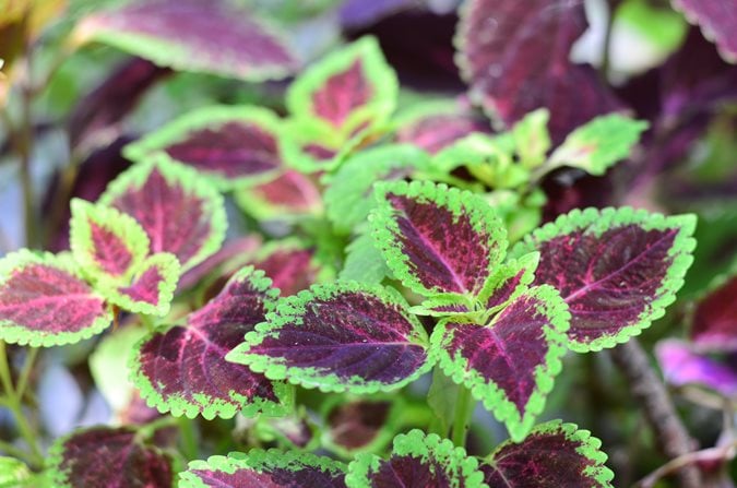 <p><span style="font-family: "Calibri Light";"><em>Solenostemon scutellarioides - </em>cold hardiness (zone 10-11), annual elsewhere, 1-4 on upright mounds, mesophyte, partial shade, heat tolerant, massing plant, containers, background plant, grown for foliage, multicolered</span></p>