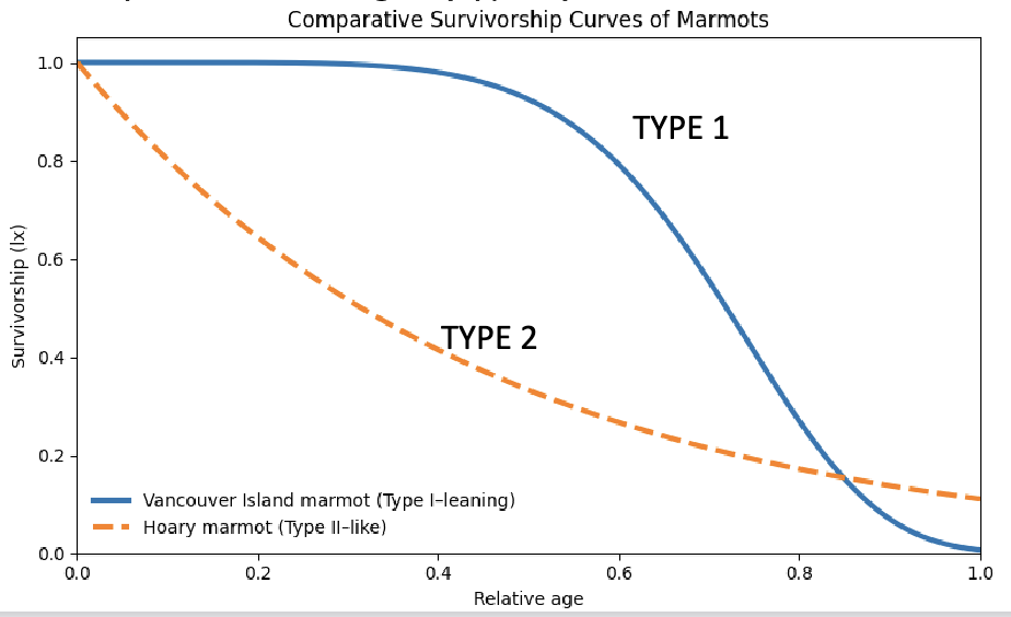 <p>van isl marmot</p>