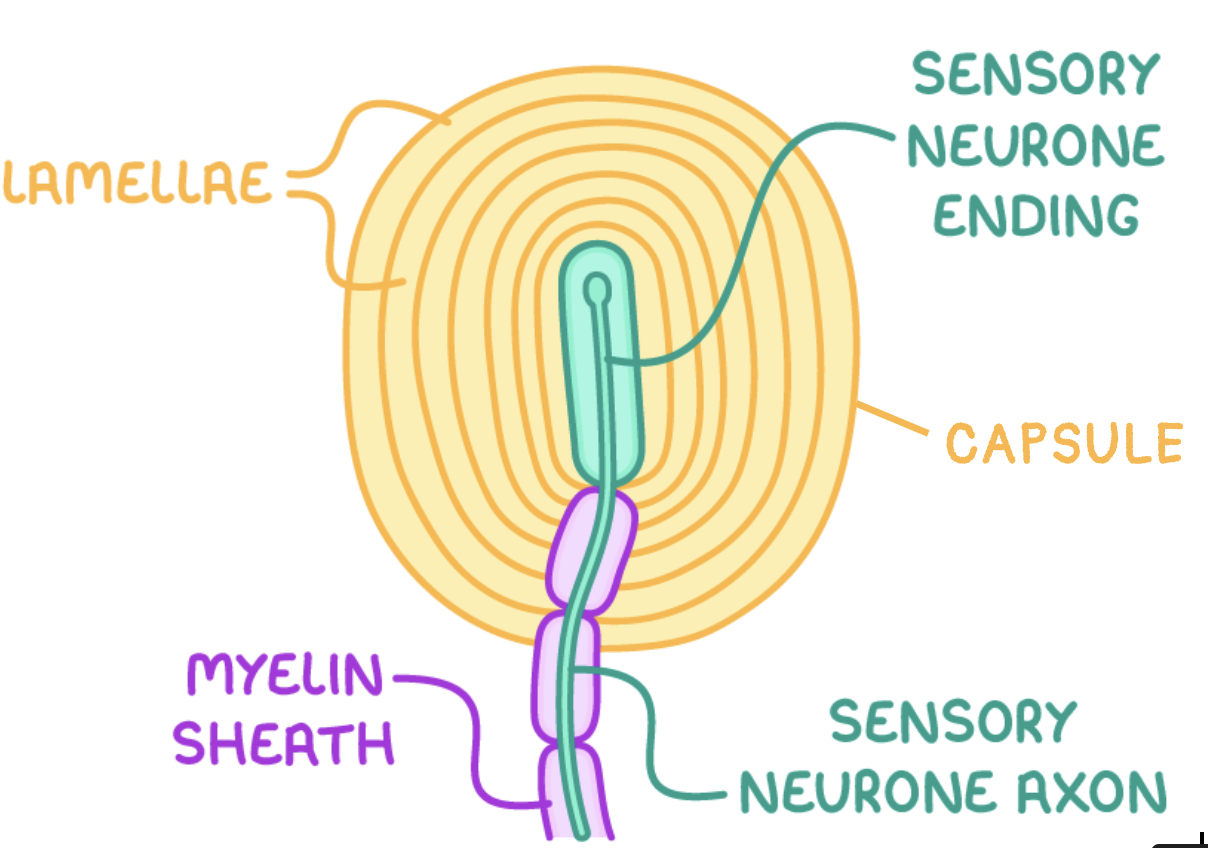 <ul><li><p>mechanoreceptor found in the skin</p></li><li><p>responds to pressure/vibrations</p></li><li><p>consists of the end of a sensory neurone wrapped in layers of connective tissue</p></li></ul><p></p>