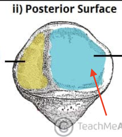 <p>the larger flat portion on the posterior (leans towards)</p>