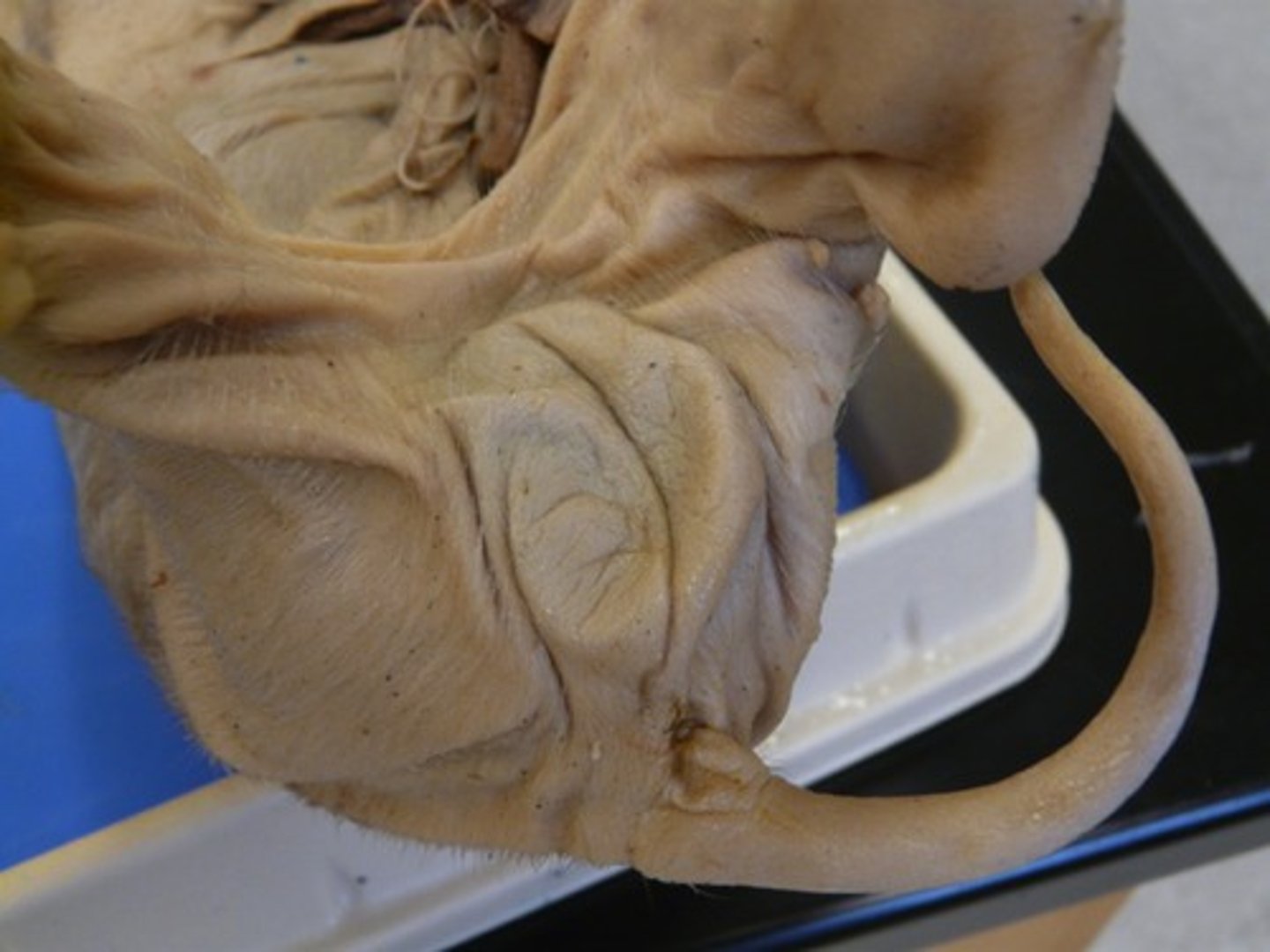 <p>Is this pig male or female?</p>