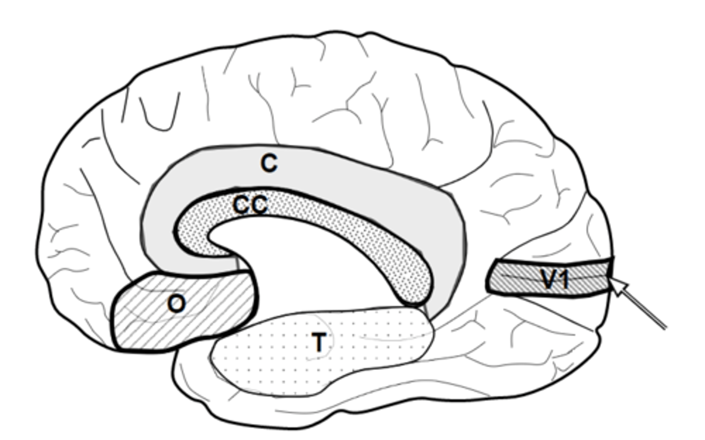 <p>what is T</p><p>what does C, O and T make up</p><p>why is it called that</p>
