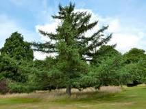 Larix x marschlinsii h:25 b:15