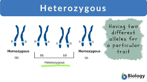 <p>heterozygous</p>