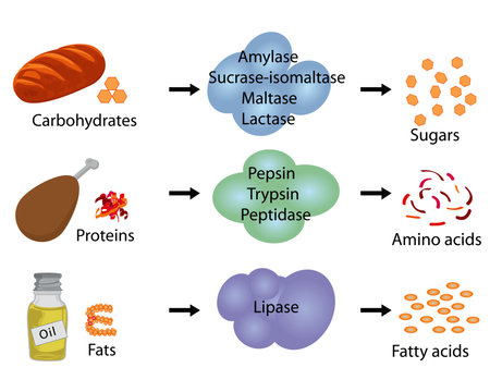 <p>enzymes</p>