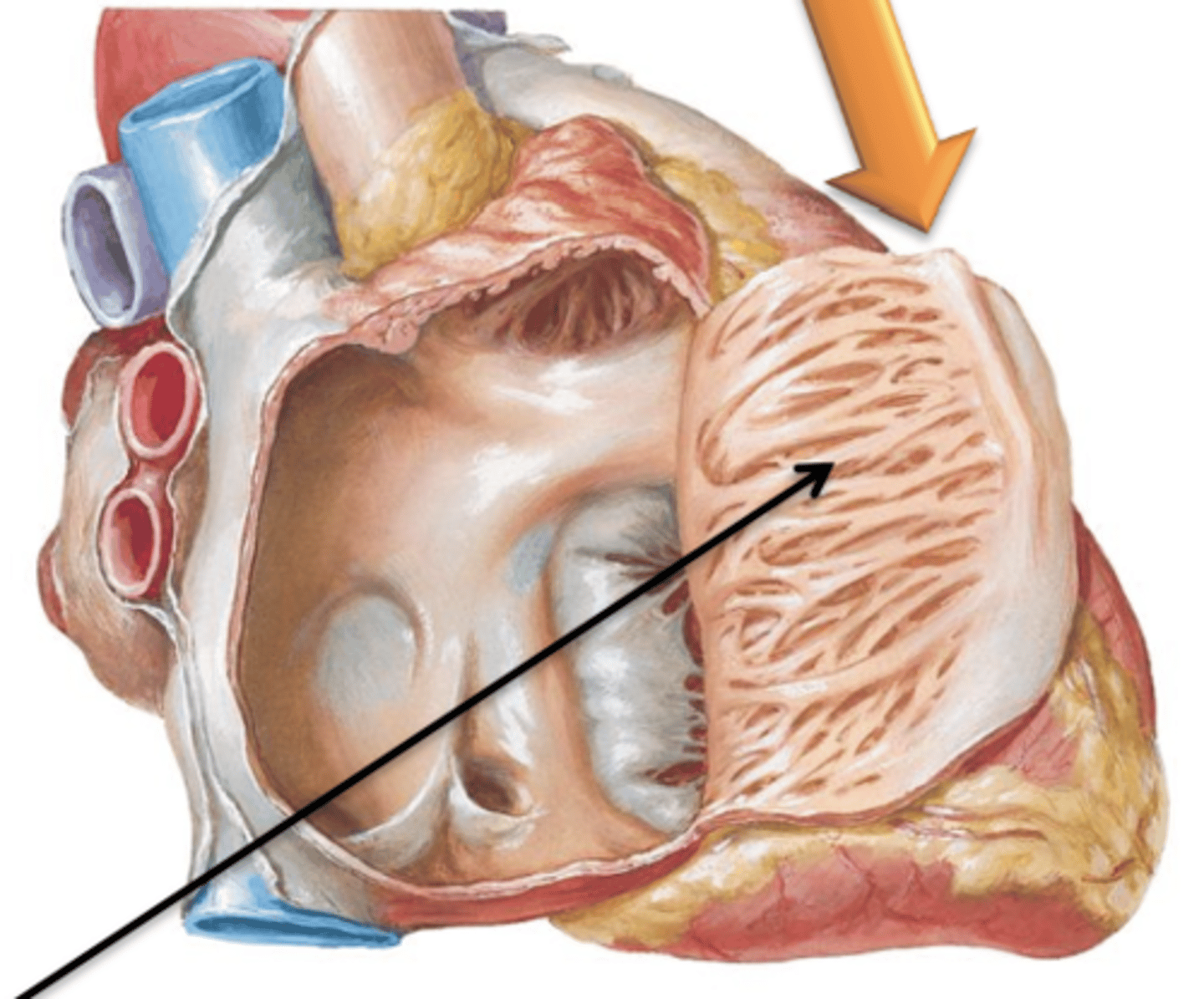 <p>A vertical muscular ridge on the posterior wall of the right atrium.</p>