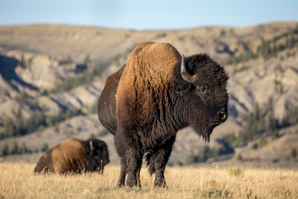 <p>What did the Native Americans use buffalo for ? </p>