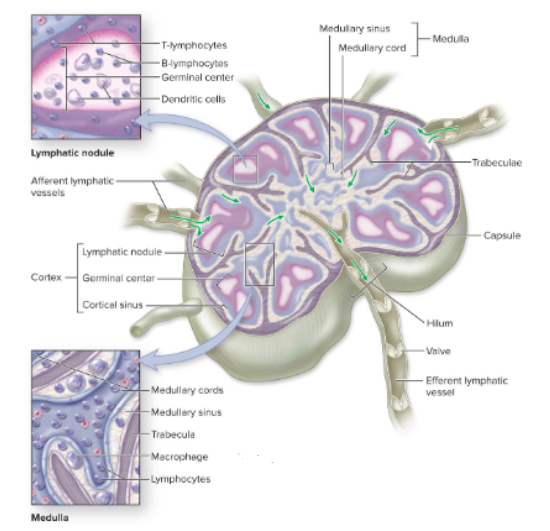 <p>small oval structures on pathways of lymph vessels; filter antigens from lymph + initiate immune response</p>